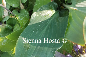 Hosta Dewed Steel