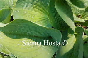 Hosta 'Dorset Blue'