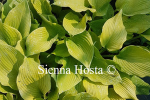 Hosta 'Dee's Golden Jewel'