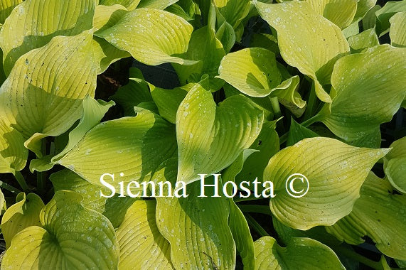 Hosta 'Dee's Golden Jewel'