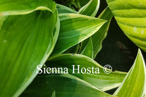 Hosta 'Firefly'