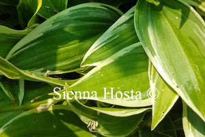 Hosta 'Firefly'