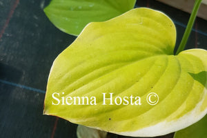 Hosta Fragrant Dream