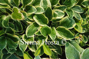 Hosta 'Frosted Frolic'