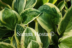 Hosta 'Frosted Frolic'