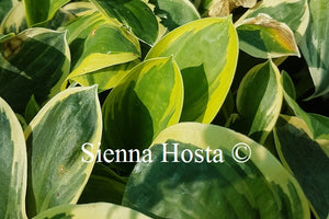 Hosta 'Frosted Frolic'