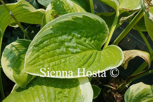 Hosta 'His Honor'