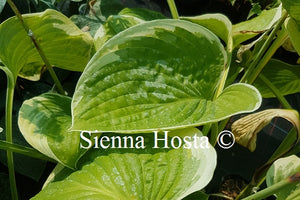 Hosta His Honor