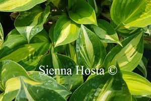 Hosta Lakeside Cupcake