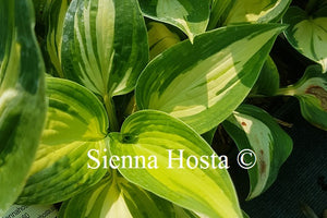 Hosta Lakeside Cupcake