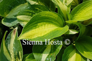 Hosta Lakeside Cupcake