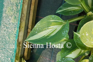 Hosta Lakeside Cupcake