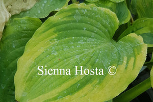 Hosta Key Lime Pie'