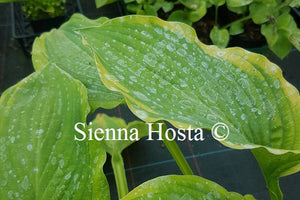 Hosta Key Lime Pie'