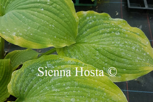 Hosta Key Lime Pie'