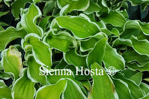 Hosta 'Let's Twist Again'