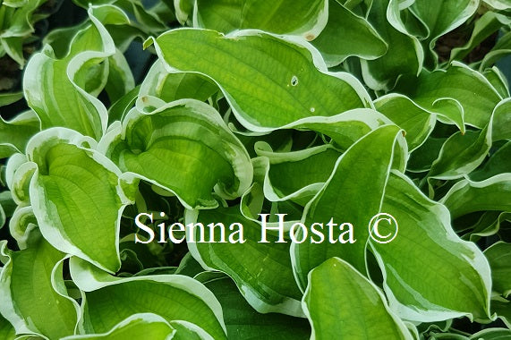 Hosta 'Let's Twist Again'