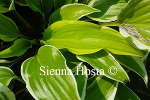 Hosta Lady Luck