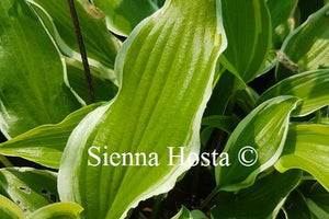 Hosta Lady Luck