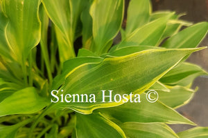 Hosta Little Devil