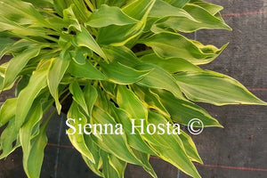 Hosta Little Devil