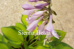 Hosta Goldrush