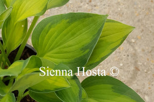 Hosta Goldrush