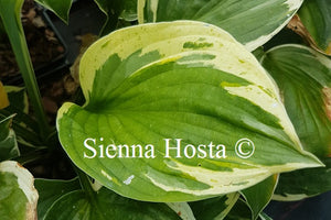 Hosta 'Independence'