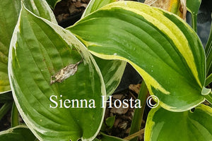 Hosta Independence