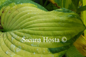 Hosta George Smith