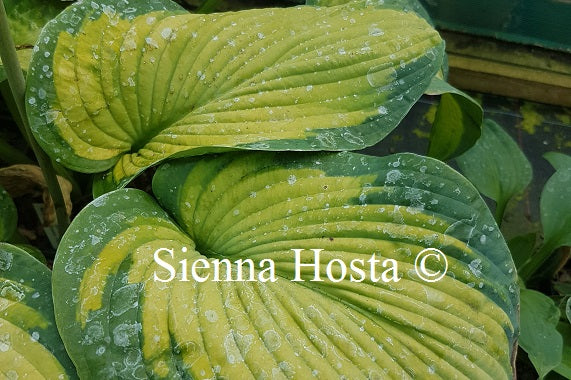 Hosta 'George Smith'