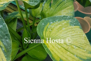 Hosta George Smith