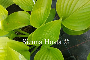 Hosta Hot Air Balloon