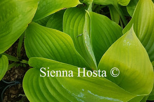 Hosta Hot Air Balloon