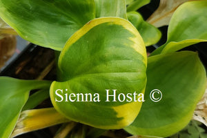 Hosta Ice Cream