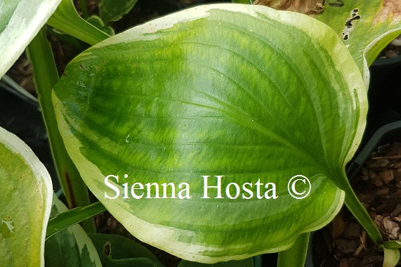 Hosta 'Lakeside Meadow Ice'