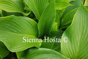 Hosta 'Kingsize'