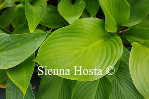 Hosta 'Kingsize'