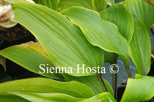 Hosta Katsuragawa Beni