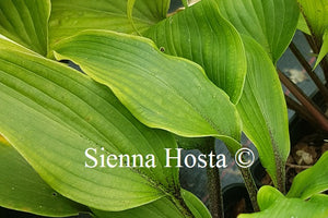 Hosta Katsuragawa Beni