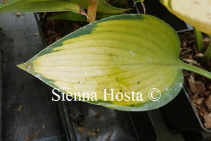 Hosta 'Katherine Lewis'