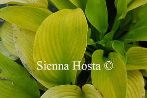 Hosta Key West