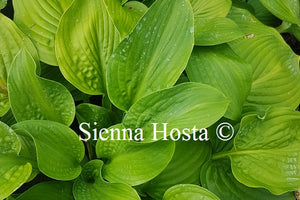 Hosta Lakeside Maverick