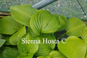 Hosta Lakeside Maverick