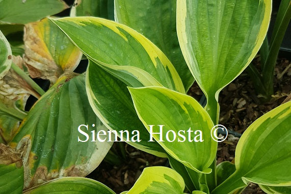 Hosta 'Malabar'