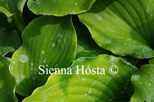 Hosta 'Marilyn Monroe'