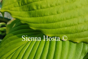 Hosta 'Niagara Falls'