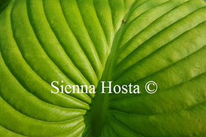 Hosta 'Niagara Falls'