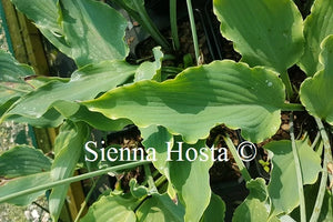 Hosta Neptune