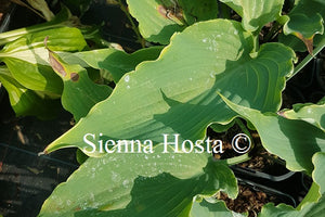 Hosta Neptune